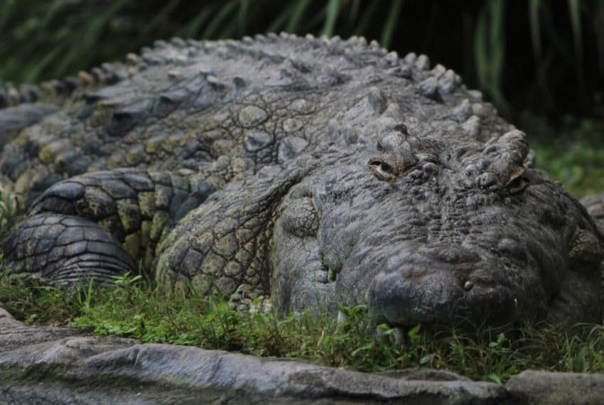 Alligator_in_Busch_Gardens_Tampa_Florida_terrenosnaflorida-com_shutterstock_347296670_1200x680