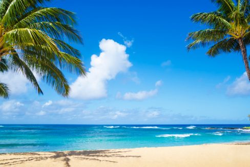 Coconut_Palm_tree_on_the_sandy_beach_in_Hawaii_Kauai_terrenosnaflorida-com_shutterstock_146125646_1200x680