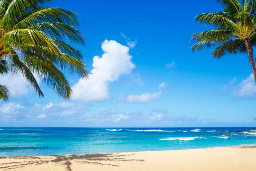 Coconut_Palm_tree_on_the_sandy_beach_in_Hawaii_Kauai_terrenosnaflorida-com_shutterstock_146125646_1200x680