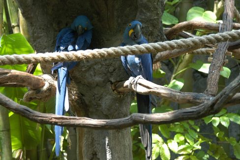 Couple_of_parrots_on_a_tree_at_Seaworld_park_Orlando_Florida_terrenosnaflorida-com_shutterstock_539015_1200x680