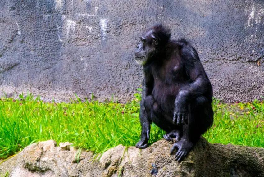 Gorilla_sitting_on_rock_at_Busch_Gardens_Florida_terrenosnaflorida-com_shutterstock_672203512_1200x680