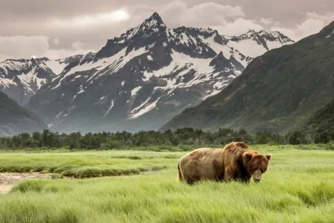 Grizzly_Bear_of_Shores_of_Alaska_terrenosnaflorida-com_shutterstock_1098244256_1200x680