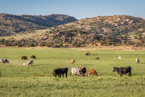 Longhorns_and_Bison_grazing_in_the_Wichita_Mountains_of_Oklahoma_terrenosnaflorida-com_shutterstock_1136369009_1200x680