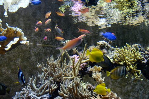 Tropical_aquarium_Seaworld_park_Orlando_Florida_terrenosnaflorida-com_shutterstock_577043_1200x680