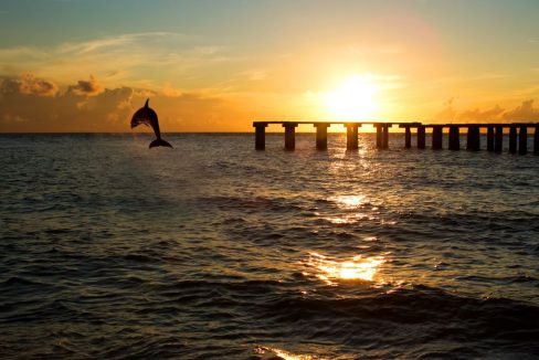 dolphin_jumping_out_of_the_sea_in_pier_florida_terrenosnaflorida-com_shutterstock_123896368_1200x680