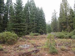 California Pines,5